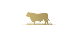 Logo Holsteins
